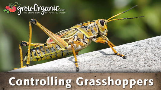 controlling grasshoppers