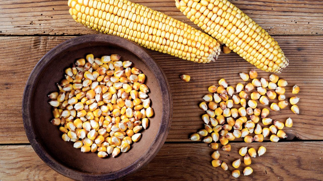 6 Easy Steps for Making Hominy and Grits - Grow Organic