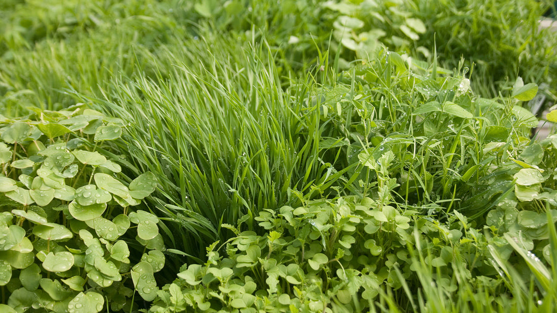 Green lush cover crops