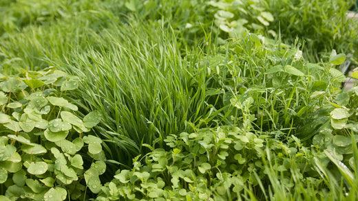 Prepared soil and established cover crop in a garden plot