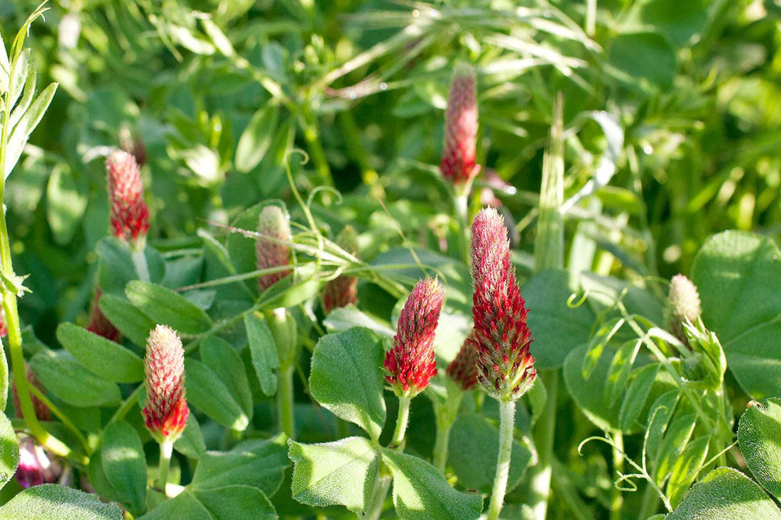 Cover crop field representing national farmer survey findings