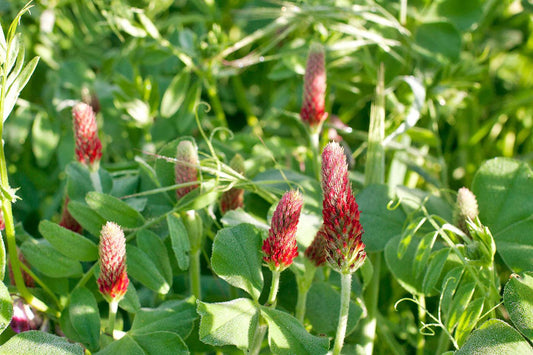 Cover crop field representing national farmer survey findings