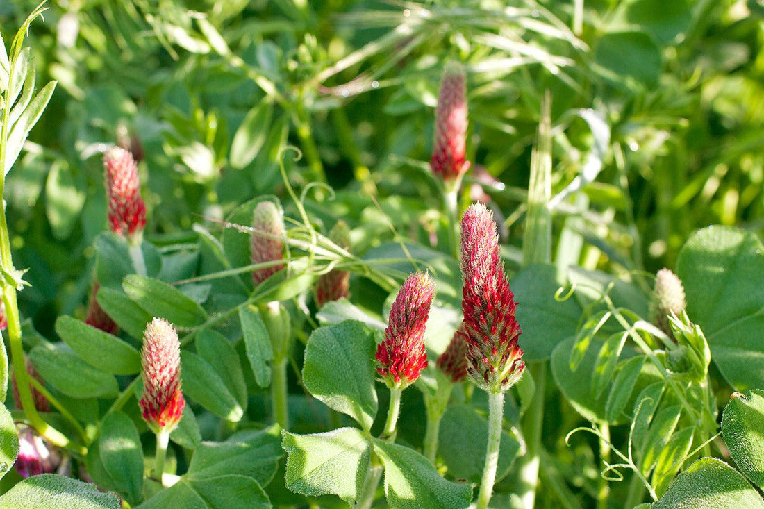 Cover crop seedlings establishing across a small garden plot