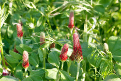 The Scoop on Cover Crops - Grow Organic