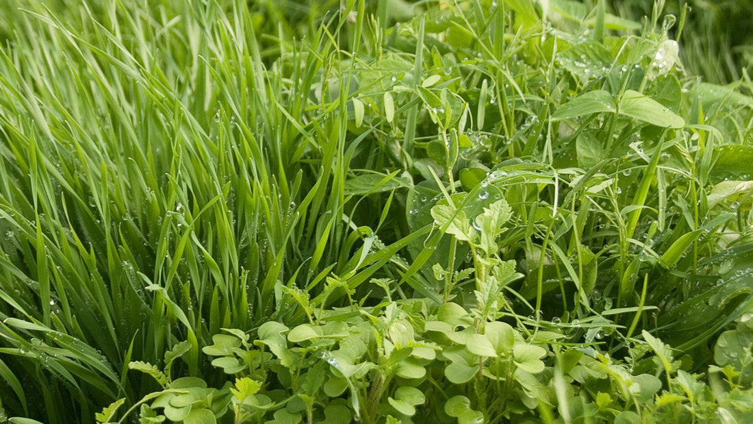Cover crop protecting prepared garden soil during summer