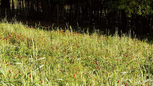 Invest in Cover Crops This Fall, and Save Money in Fertilizers! - Grow Organic