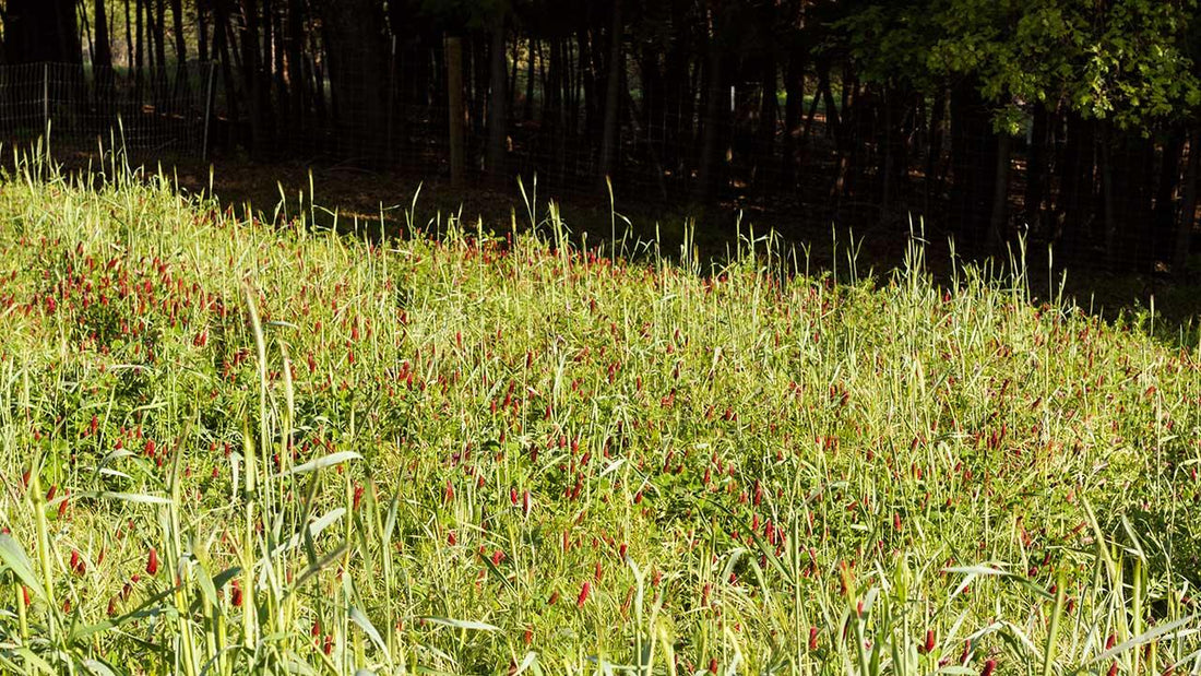 Fall cover crop established across cultivated garden soil