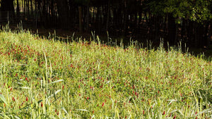 Fall Cover Crops: Selection, Planting & Spring Management