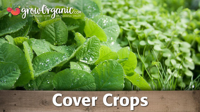 Cover Crops for the Garden - Grow Organic
