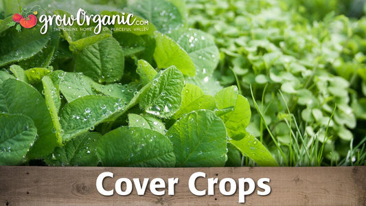 Mixed cover crops growing densely over garden soil
