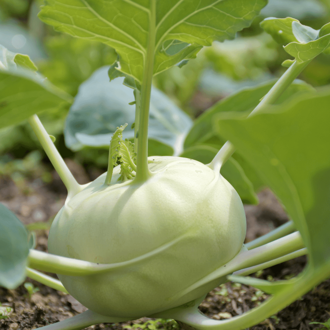 Close view of a green kohlrabi bulb
