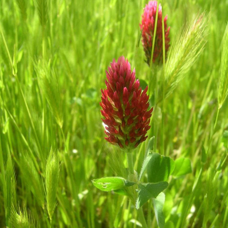 Key Differences Between Red and Crimson Clovers