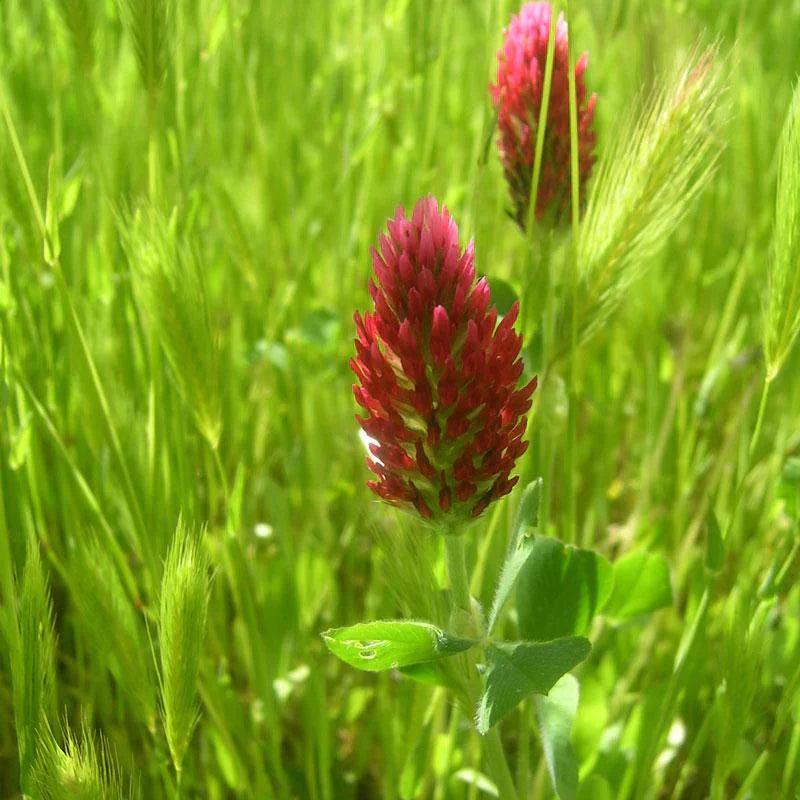 Crimson clover flower head in a field