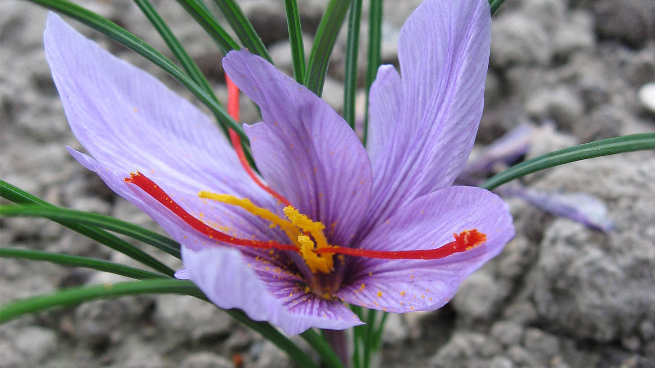 Луковицы шафрана. Крокус Шафран посевной. Крокус сативус Шафран. Крокус sativus "сативус (Шафран)" 5шт. Шафран посевной морфология.
