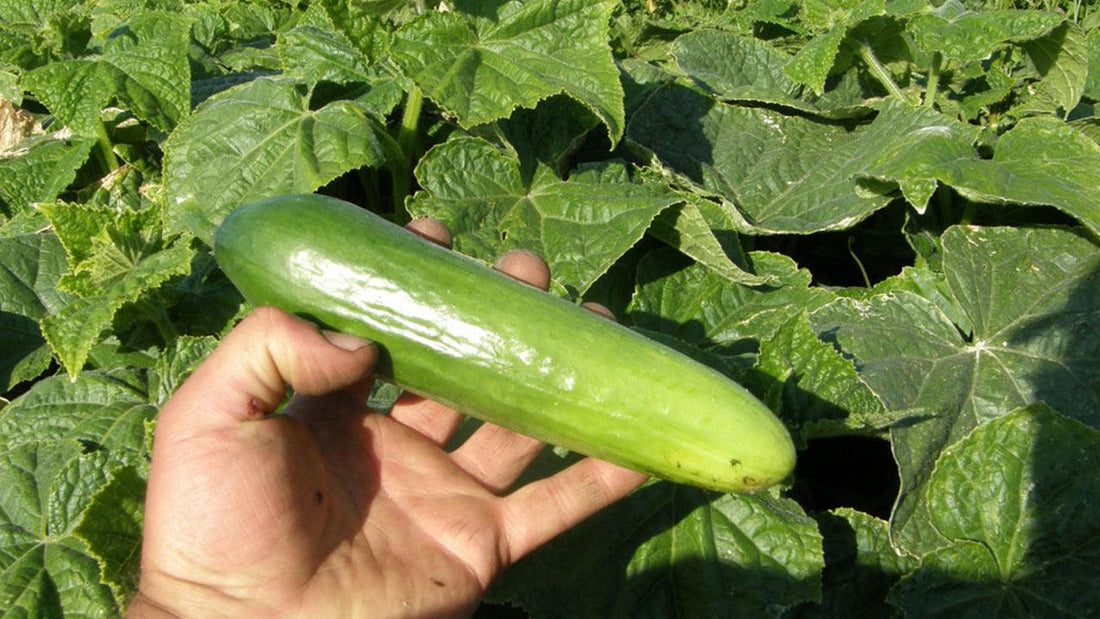 Hand holding a freshly picked green zucchini