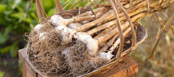 Cured garlic bulbs in a woven basket