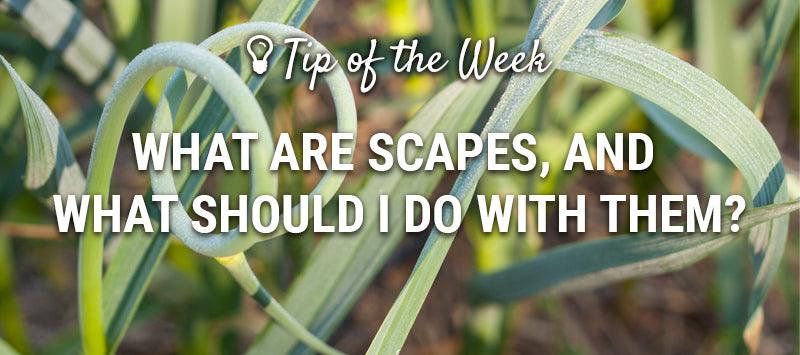 Garlic scape harvest guide graphic