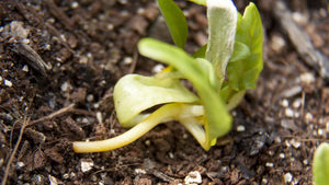 Damping Off: What It Is and How to Prevent It
