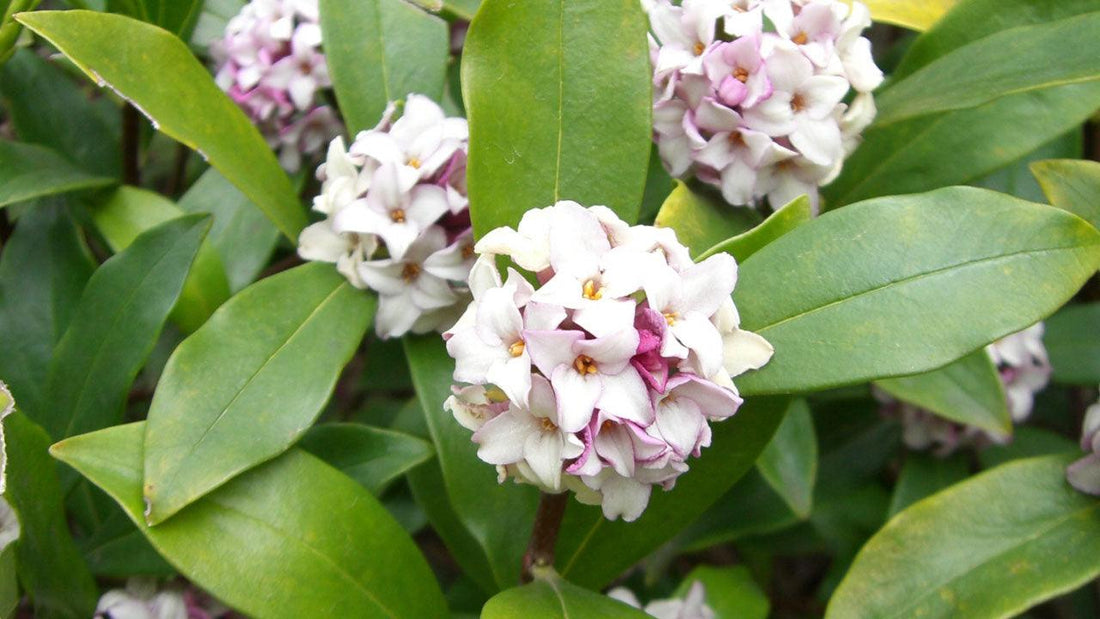 Clusters of pale pink and white flowers