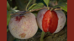 Thanks for Pluots!