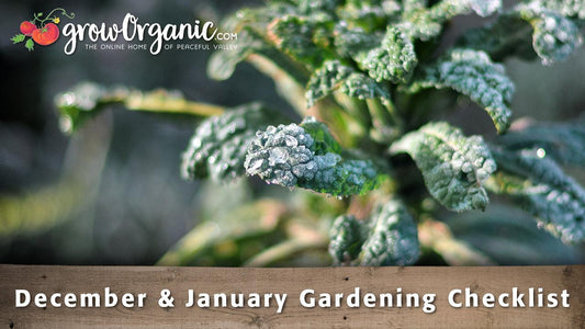 Frosted winter greens in a garden