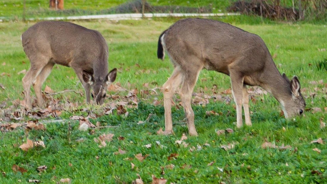 Two deer grazing in a garden