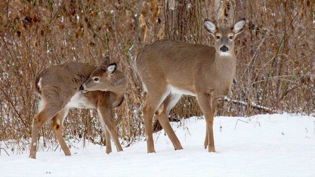 Doe and fawn standing in snow