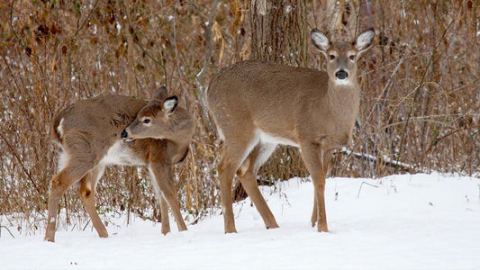 Do Deer Eat Fig Trees? Choose the Best Deer-Resistant Fruit Trees for Your Garden - Grow Organic