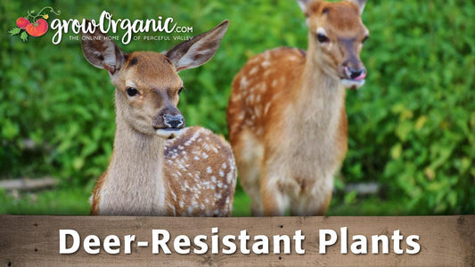 Two deer standing in green vegetation