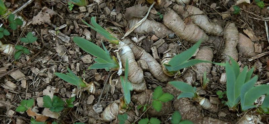 Freshly divided perennial crowns in a garden