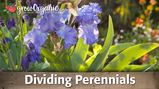 Perennial-dividing guide graphic over purple irises