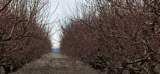 Which Trees to Prune in the Dormant Season