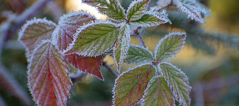 Frost coating young blackberry leaves