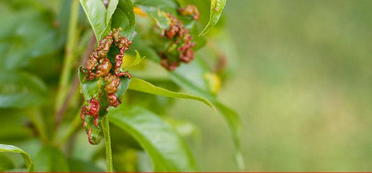 Treating Peach Leaf Curl in the Orchard