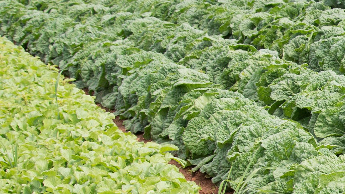 Rows of leafy greens in a summer garden