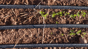 Drip Irrigation Systems (Instead of Sprinklers) for Water Conservation
