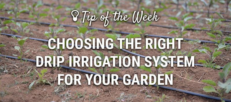 Drip irrigation lines watering rows of young vegetables