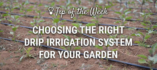 Drip irrigation lines watering rows of young vegetables