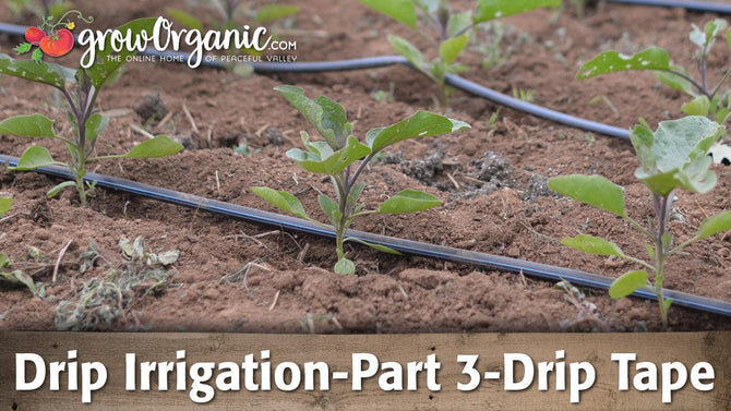 Drip tape irrigating a row of young vegetable plants