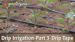 Drip tape irrigating a row of young vegetable plants