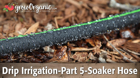 Green-striped soaker hose releasing water on mulch
