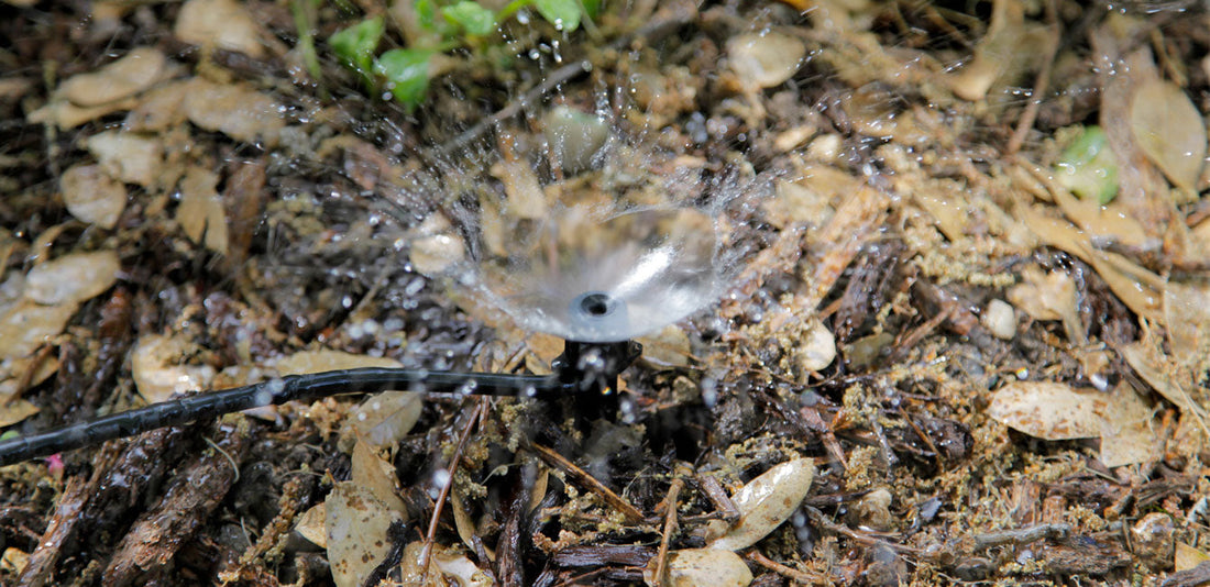 Micro-sprayer irrigating a mulched garden bed