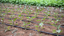 Drip Irrigation - Part 3 - Using Drip Tape in the Garden - Grow Organic