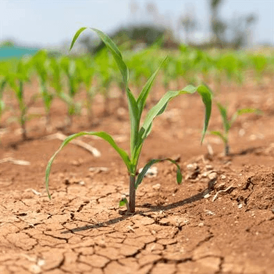 7 Common Environmental Problems for Plants & Trees - Grow Organic
