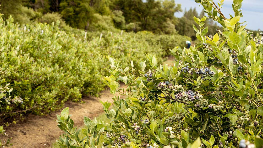 Rows of blueberry bushes on a farm