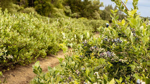 Find Your Thrill with Blueberry Chill (Hours)