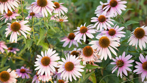 Growing Echinacea for Flowers and Pollinators
