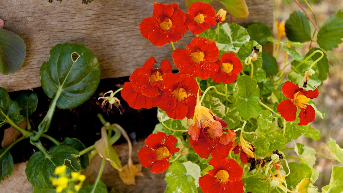 Red nasturtium flowers among round leaves