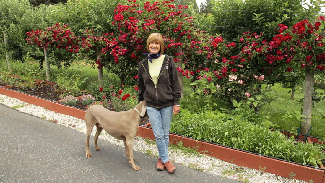 A Handy List of Edible Flowers - Grow Organic