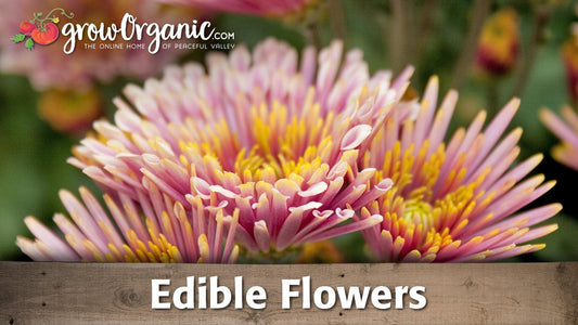 10 Tips for Harvesting, Eating & Storing Edible Flowers - Grow Organic
